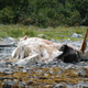 Image for article titled Gorgeous Photos Show Bears and Wolves Feasting Together on a Dead Whale